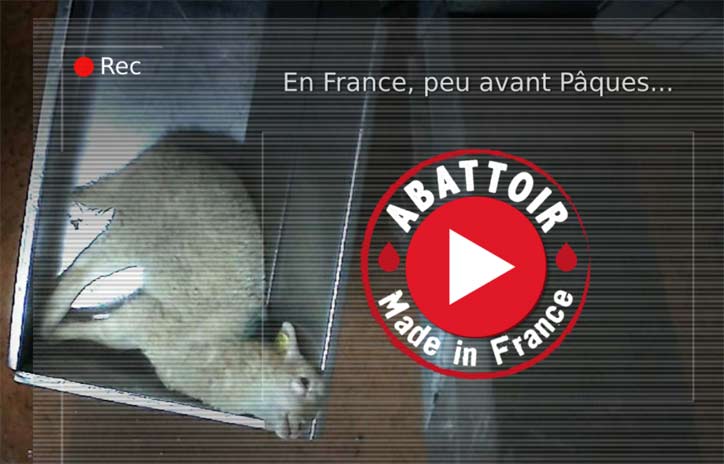 Abattoir de Mauléons - Vidéo de L214