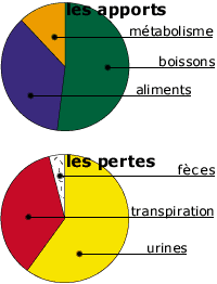 les apports et les pertes en eau