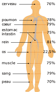 Pourcentage d'eau corps humain