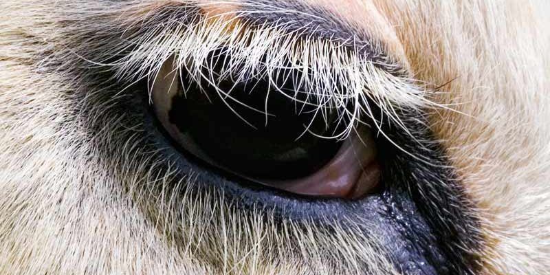 oeil-bovin Oeil de bovin