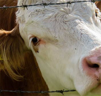 Vache dans un champ