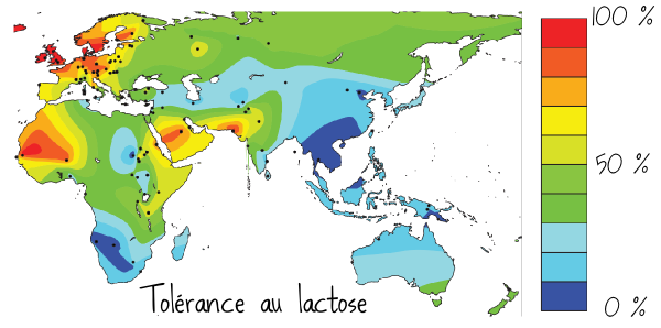 Carte mondiale de la tolérance au lactose