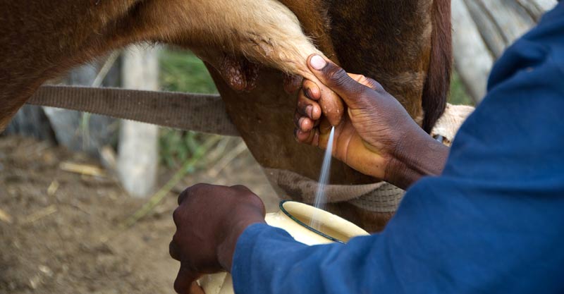 Traite d'une vache en Afrique