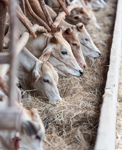 Vaches et protéines animales