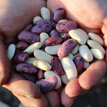 Légumineuses et légumes secs : haricots