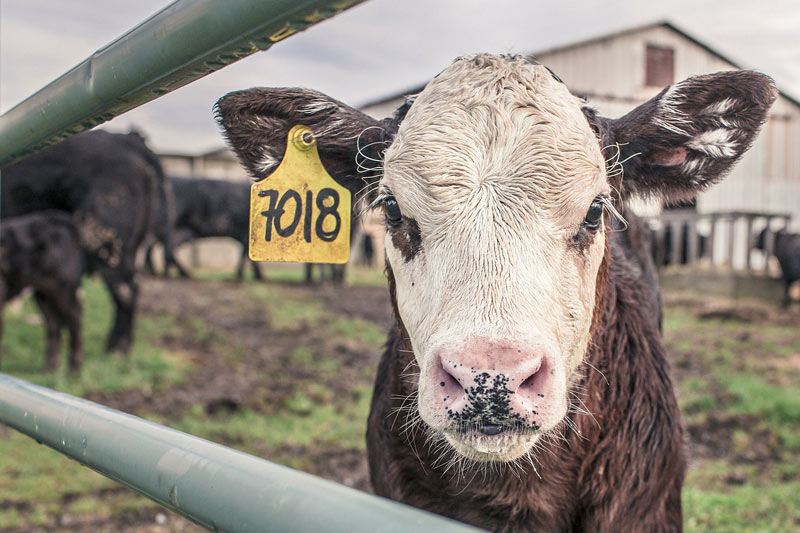 Vache d'élevage