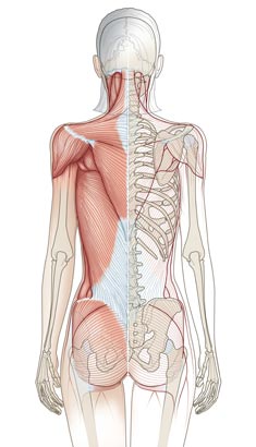 Anatomie du corps humain