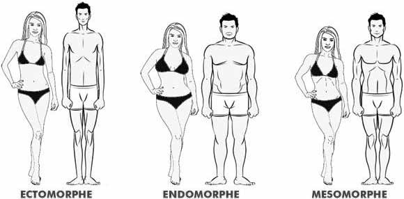 Les 3 morphotypes selon William Sheldon