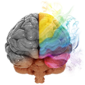 Illustration des zones mémorielles sur le cerveau humain