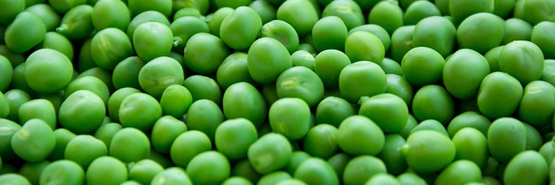 Photographie en gros plan de petit pois vert qui font partie des aliments riches en fibres alimentaires.