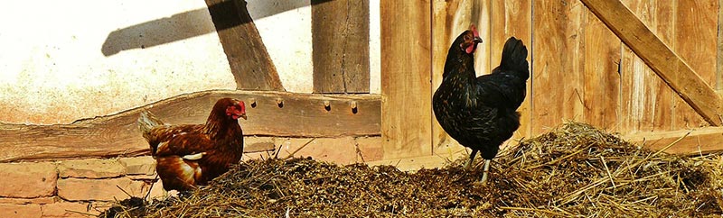 Photographie des deux poulets sur un tas de fumier devant le mur d'une ferme. Élevés en plein air, avec des aliments bio sains et naturels, sans antibiotiques, sans OGM, ni pesticides, ces deux poulets fermiers sont bios.