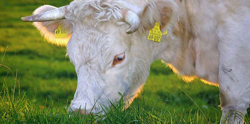 Viande bio : photographie en couleur d'une vache charolaise broutant de l'herbe avec le soleil couchant derrière elle.