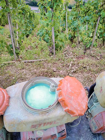 Photogrpahie de bouillie bordelaise dans un atomiseur, devant des plants de vigne, ce qui devraient être interdit pour les aliments bio