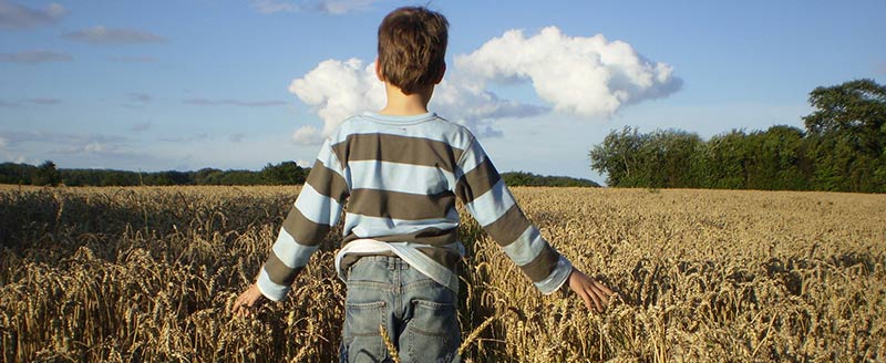 Éducation alimentaire de la graine à l'assiette : photographie du dos d'un garçon sui marche dans un champs de blés en carressant les épis avec ses mains.
