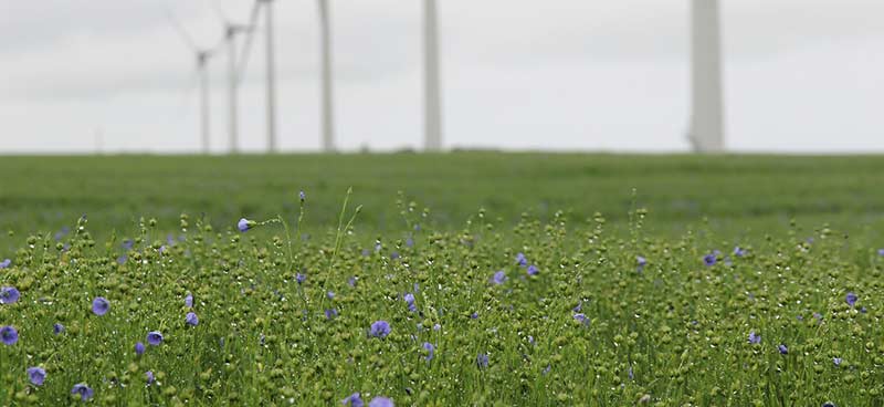 Champ de lin rempli de petites fleurs bleue devant des éoliennes. Les graines de lin serviront à faire de l'huile riche en acides gras linoléiques, un oligo-élément essentiel (avec les minéraux, les acides aminés et les vitamines).