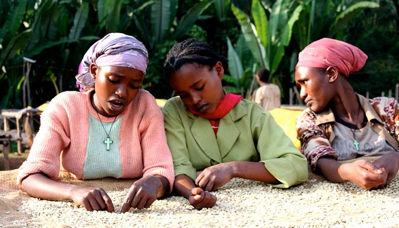 Femmes africaines triant des grains de café blanc sur une exploitation en Éthiopie.