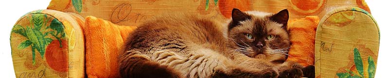 Photographie d'un chat sédentaire affalé sur un canapé. La sédentarité augmente les risque de NASH, la maladie du soda