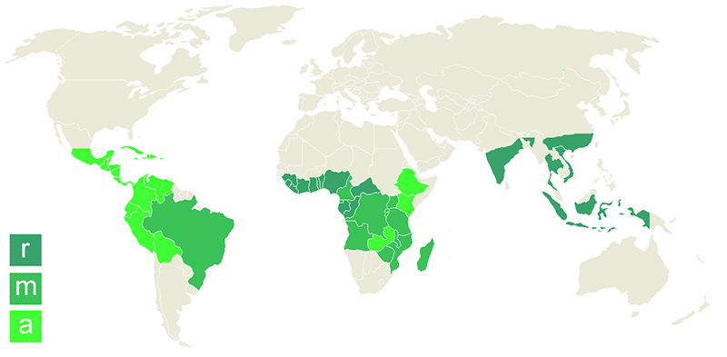Carte des pays du monde producteurs de café (robusta et arabica).