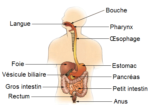 Schéma médical illustré du système digestif humain