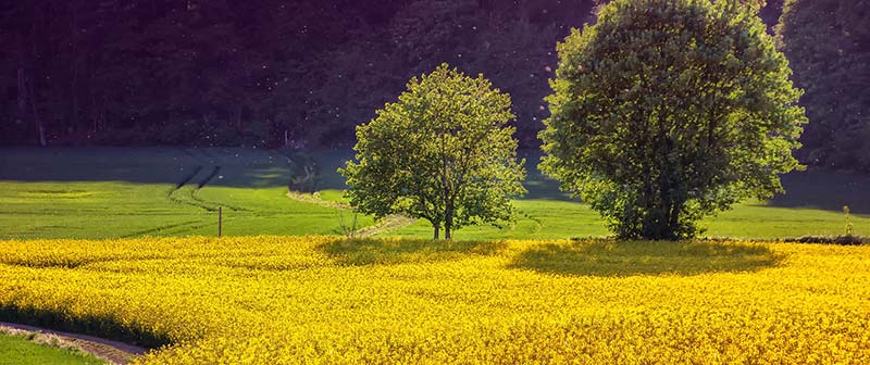 Photographie d'un champ de colza, utilisé pour fabriquer la meilleure huile végétale pour la santé