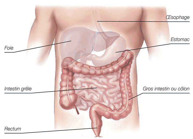 Schéma du système digestif