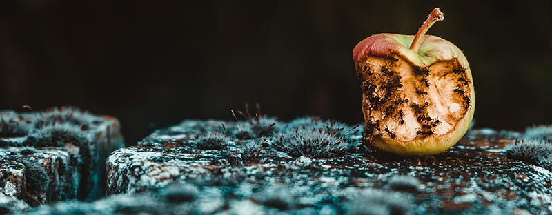 Photo d'une vieille pomme à moitié mangée et grignotée par des fourmis