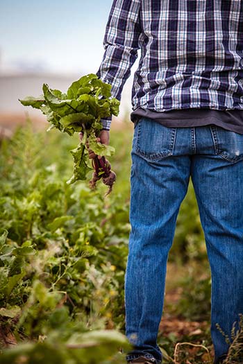 Photographie d'un agriculteur bio dans son champ qui tient à la main une betterave