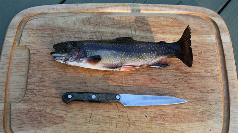 Comment vider une truite et préparer un poisson pour la cuisson ou la congélation ? Photograpie d'une truite entière sur une planche de découpe en bois, à côté d'un couteau de cuisine.