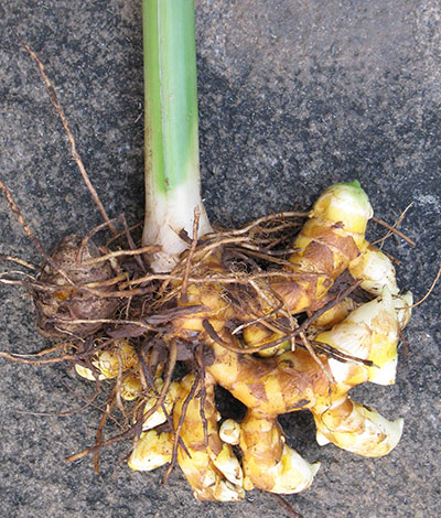 Rhizome de curcuma