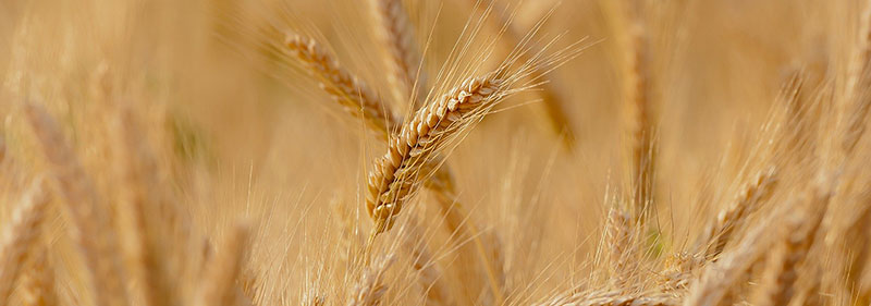 Le blé dur et le blé tendre apparteinnent aux céréales qui contiennent du gluten.