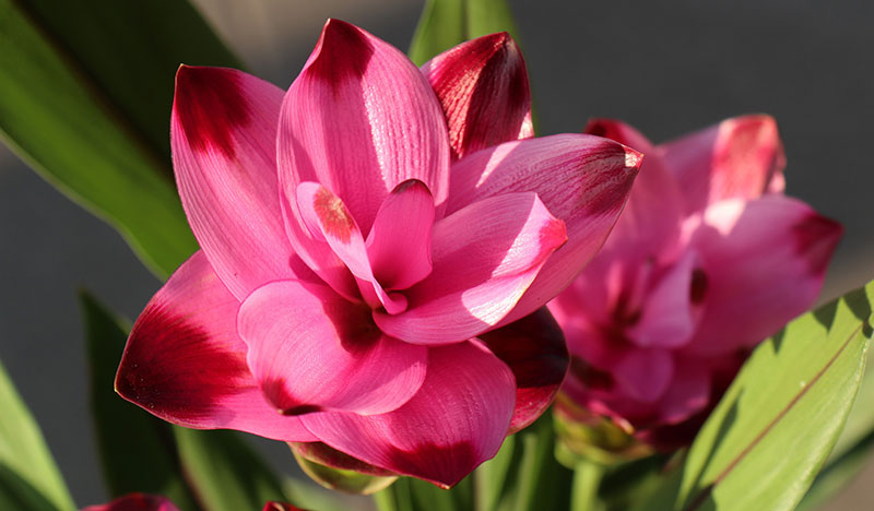 Fleur rose fuschia d'un curcuma horticole