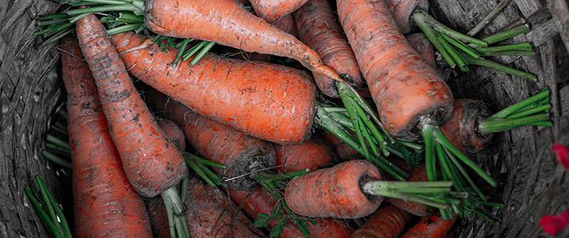 Carottes avec de la terre